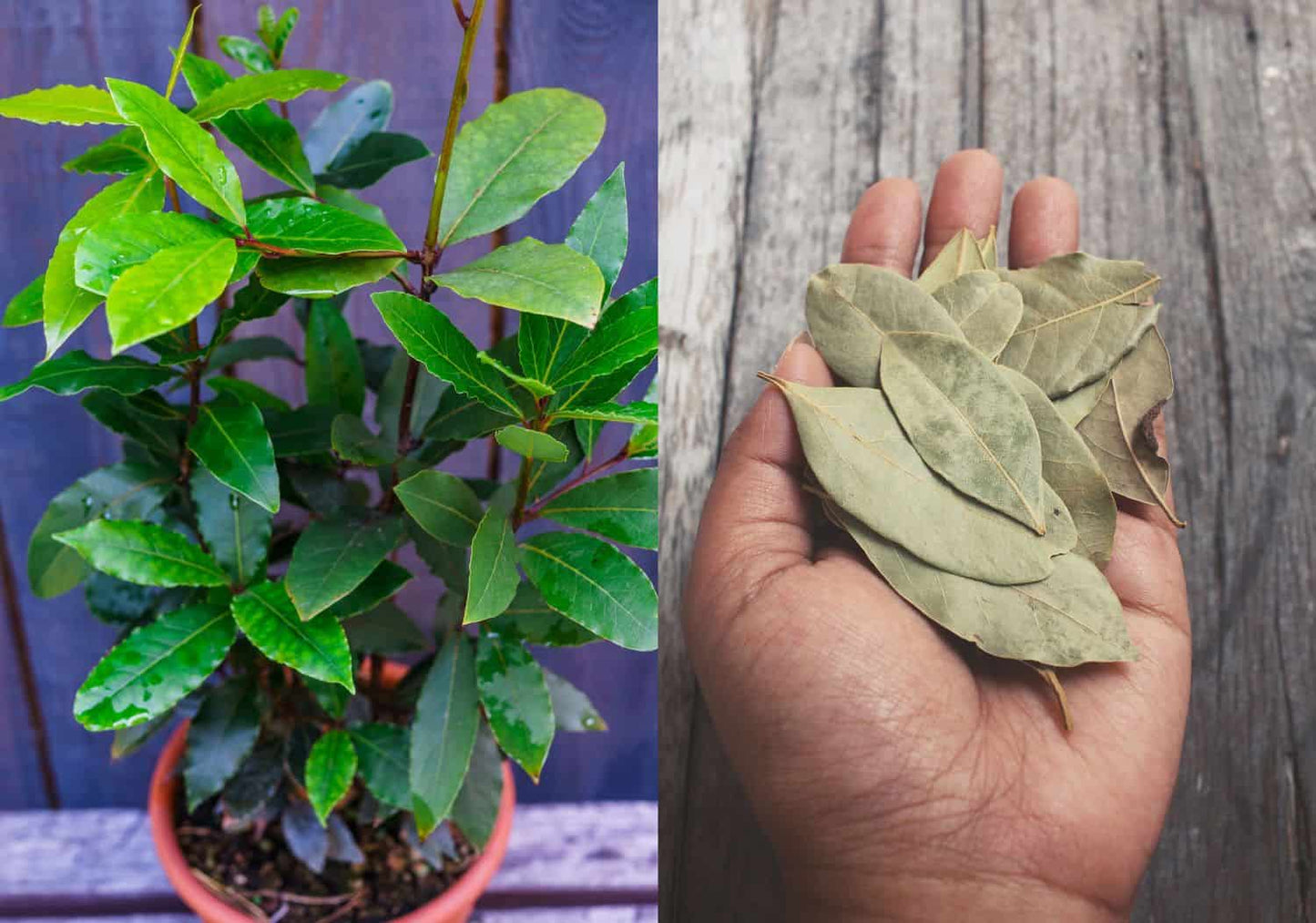 10 Bay Leaf Plant , Laurus nobilis Live Plants, With Phytosanitary certificate