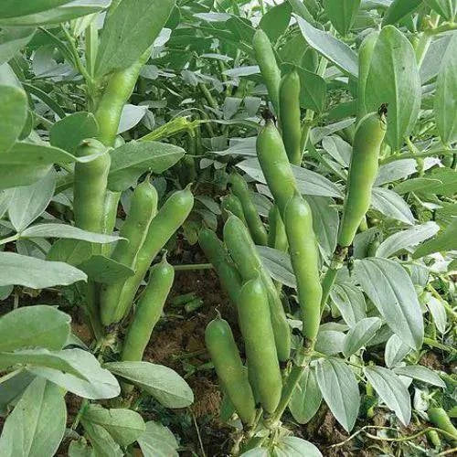25 Windsor Fava Bean Seeds , (Non-GMO) (Heirloom) - Seedsforgarden (1999-2024 ) .We Ship Seeds & Live Plants Worldwide