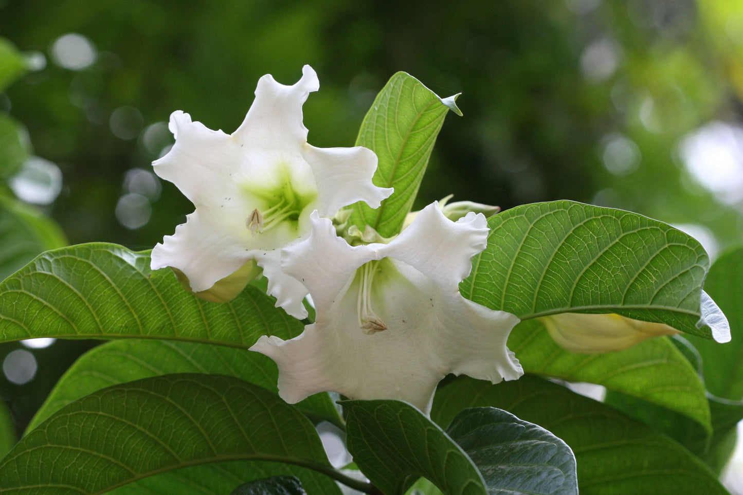 5 Beaumontia grandiflora Plants , Easter Lily Vine Plants, With Phytosanitary certificate - Seedsforgarden (Since 1999).We Ship Seeds & Live Plants Worldwide