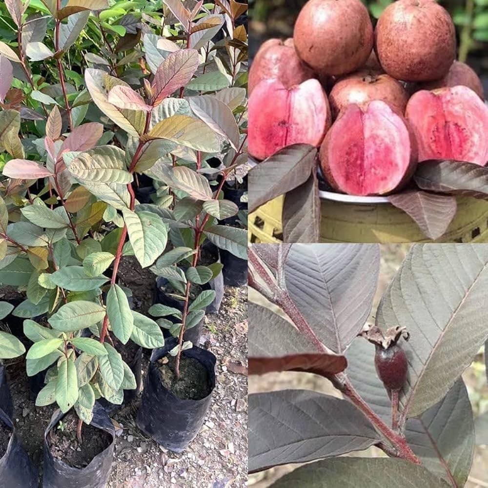 10 Beetroot Guava Plant, Psidium guajava Red Plants For Terrace Gardening