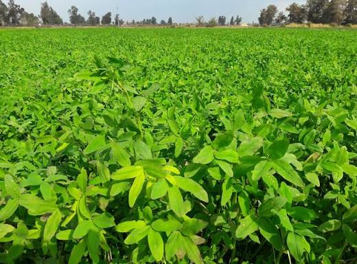 1 Kg Berseem Clover Seeds , Trifolium alexandrinum, Nutritious Multi-Cut Livestock Fodder