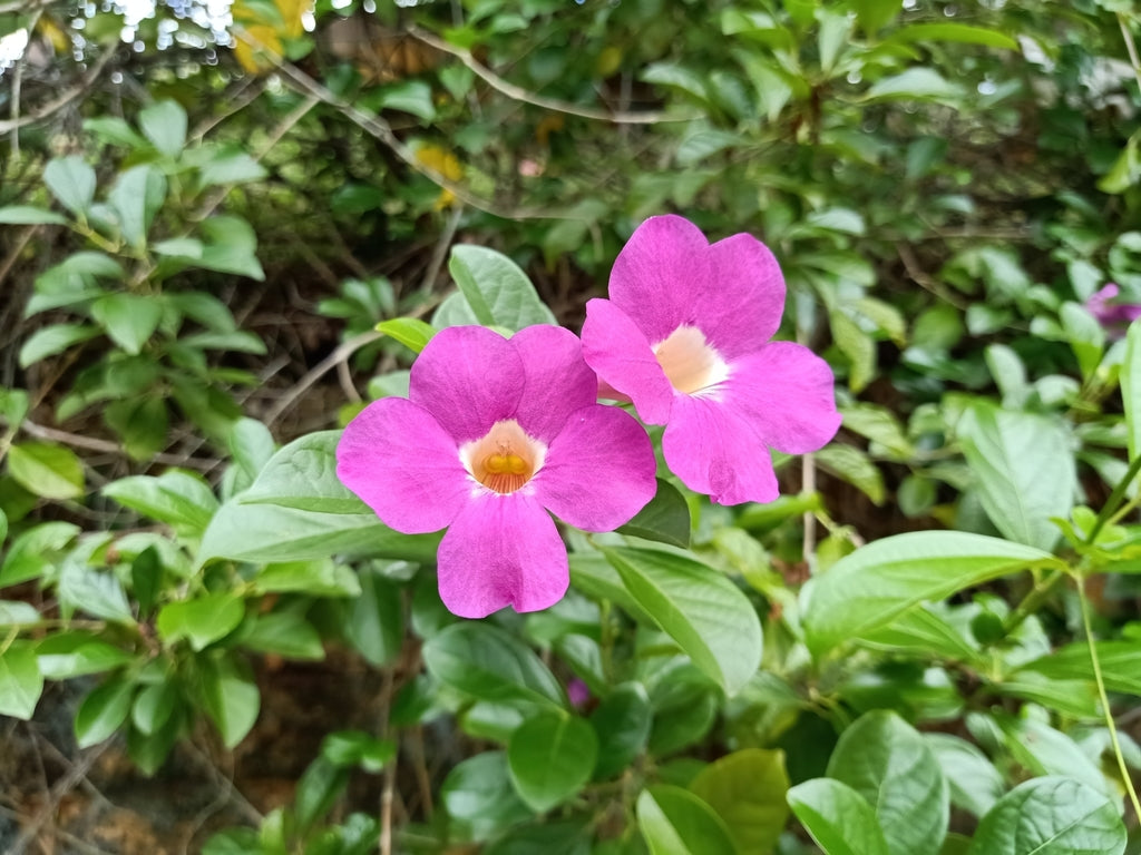 10 Bignonia Magnifica Plants , Glow Vine Plants With Phytosanitary certificate