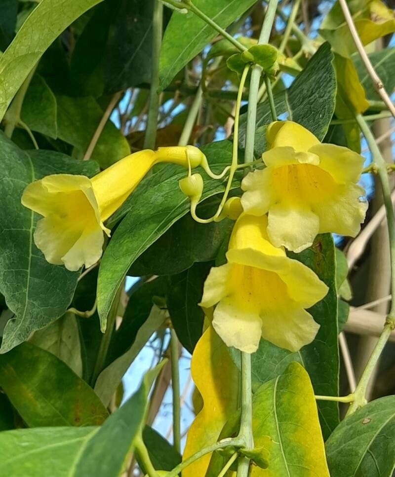 10 Anemopaegma chamberlaynii Plants, Yellow Trumpet Vine , Bignonia chamberlaynii