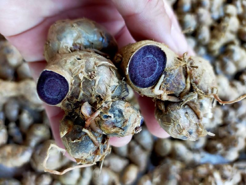 15 Black Ginger Rhizomes. Kaempferia parviflora ,Krachai Dum ,With Phytosanitary - Seedsforgarden (Since 1999).We Ship Seeds & Live Plants Worldwide