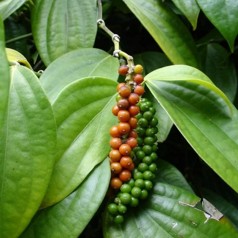 10 Piper Nigrum Plants, Black pepper Plants, With Phytosanitary certificate