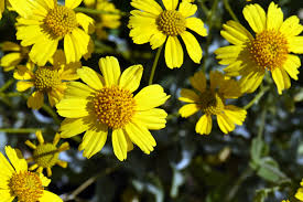 20 Encelia farinosa Seeds, Brittlebush Seeds - Botanika