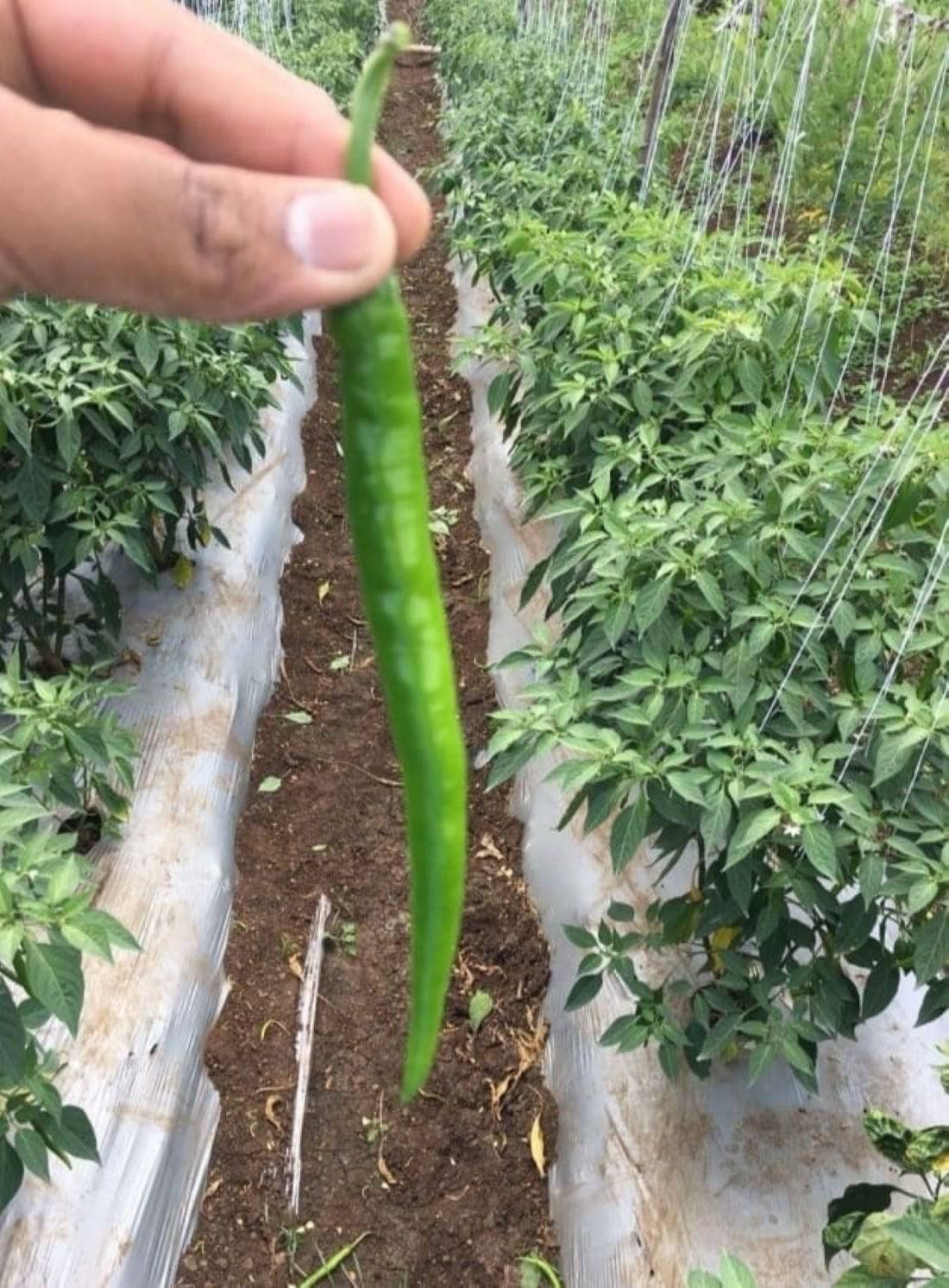 100 Chilli Long Green Seeds Non-Hybrid , Non-Gmo Red Chilli Seeds, Pepper Seeds - Seedsforgarden (1999-2024 ) .We Ship Seeds & Live Plants Worldwide
