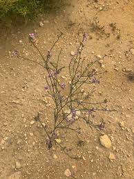 25 Cakile arabica Seeds, Arabian Sea Rocket Plant Seeds