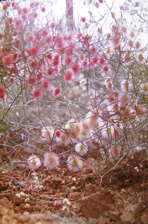 20 Calligonum crinitum Seeds , Rare Desert Shrub for Xeriscaping & Sandy Soils