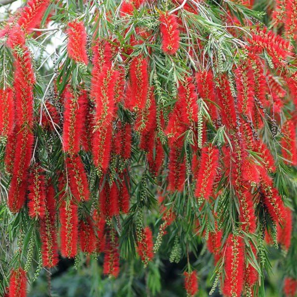 10 Callistemon viminalis Plants ,Weeping Bottlebrush Plants , Drooping Bottlebrush,