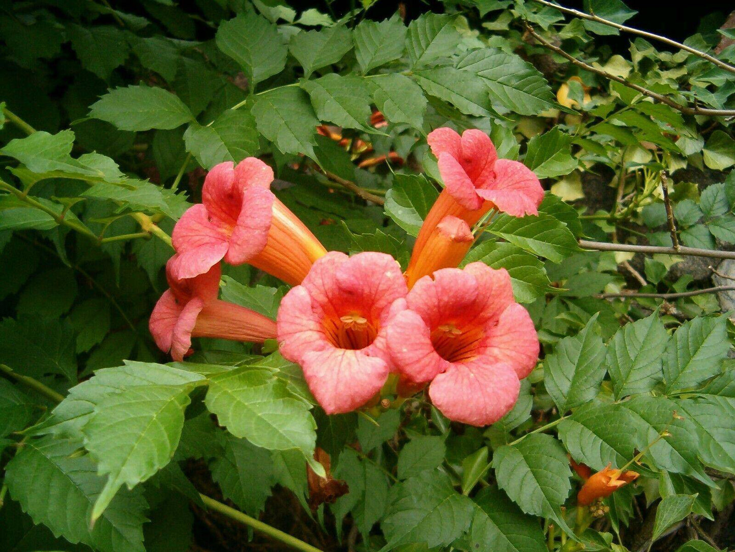50 Campsis radicans Seeds, Trumpet vine Seeds , Orange trumpet vine, - Seedsforgarden (1999-2024 ) .We Ship Seeds & Live Plants Worldwide