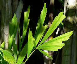 15 Caryota mitis Seeds, Fishtail Palm Seeds