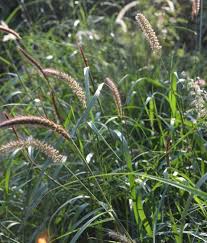 1 kg Buffel Grass Seeds (Cenchrus ciliaris) , Drought-Tolerant Pasture , Worldwide Shipping