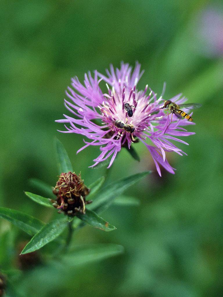 10 Centaurea jacea Seeds, Brown knapweed Seeds, Brownray knapweed Seeds, - Seedsforgarden (1999-2024 ) .We Ship Seeds & Live Plants Worldwide