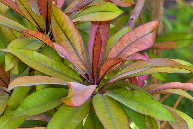 5 Pong Pong Red Plants , Cerbera odollam Plants, With Phytosanitary Certificate