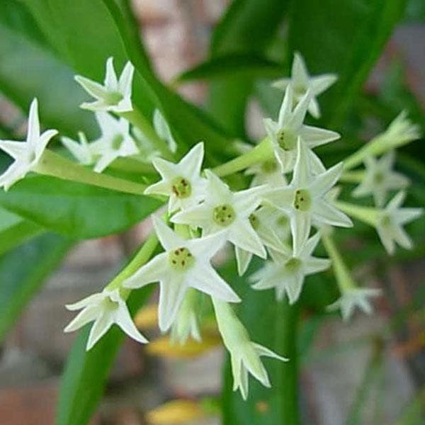 5 Cestrum nocturnum Plants, Night Blooming Jasmine Plants, Raat Ki Rani, With Phytosanitary certificates & Shipping Worldwide - Seedsforgarden (1999-2024 ) .We Ship Seeds & Live Plants Worldwide