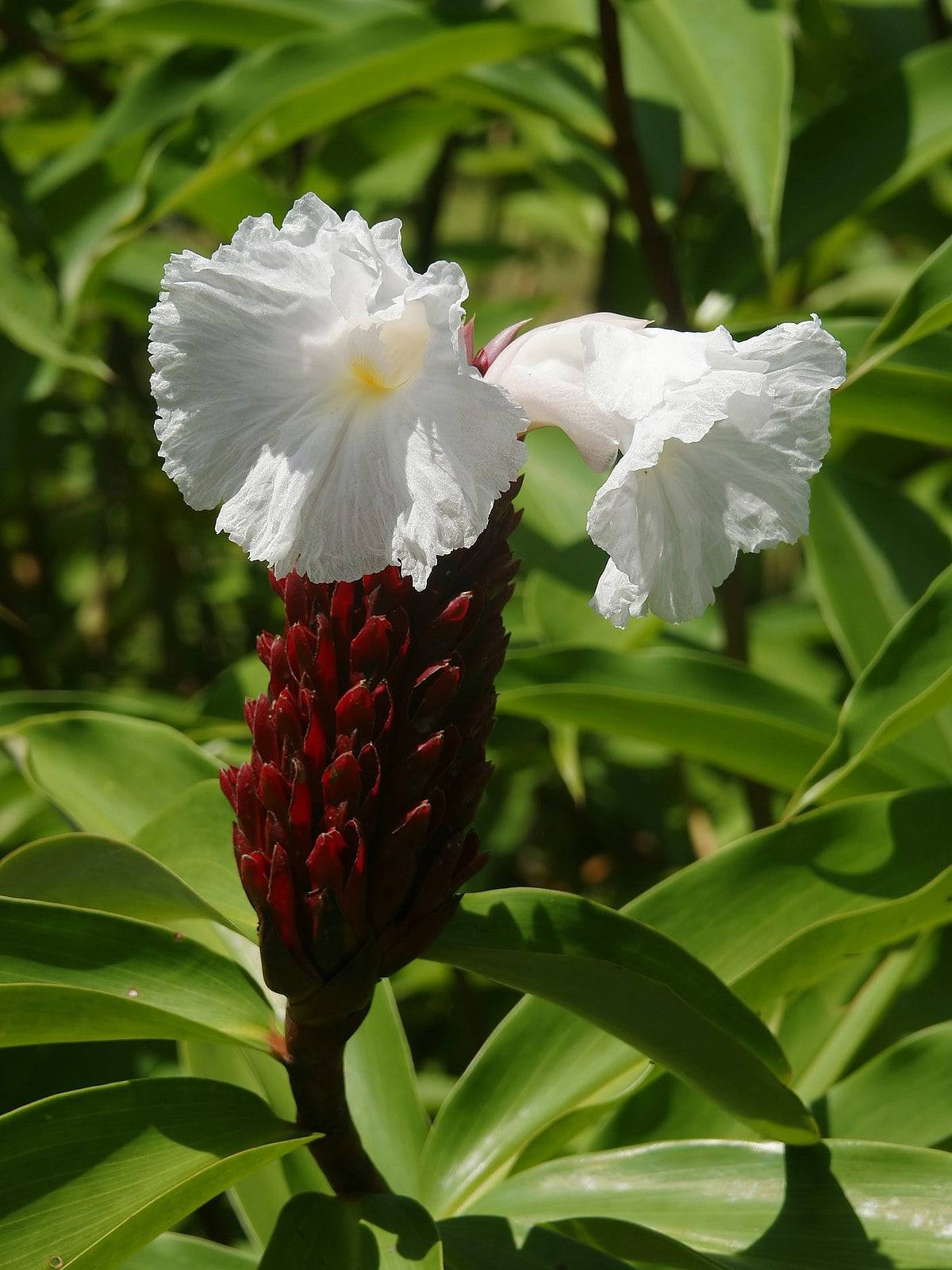 10 Costus Speciosus Plants ,Cheilocostus Speciosus plants ,Spiral Ginger Plants, Phytosanitary certificate - Seedsforgarden (Since 1999).We Ship Seeds & Live Plants Worldwide