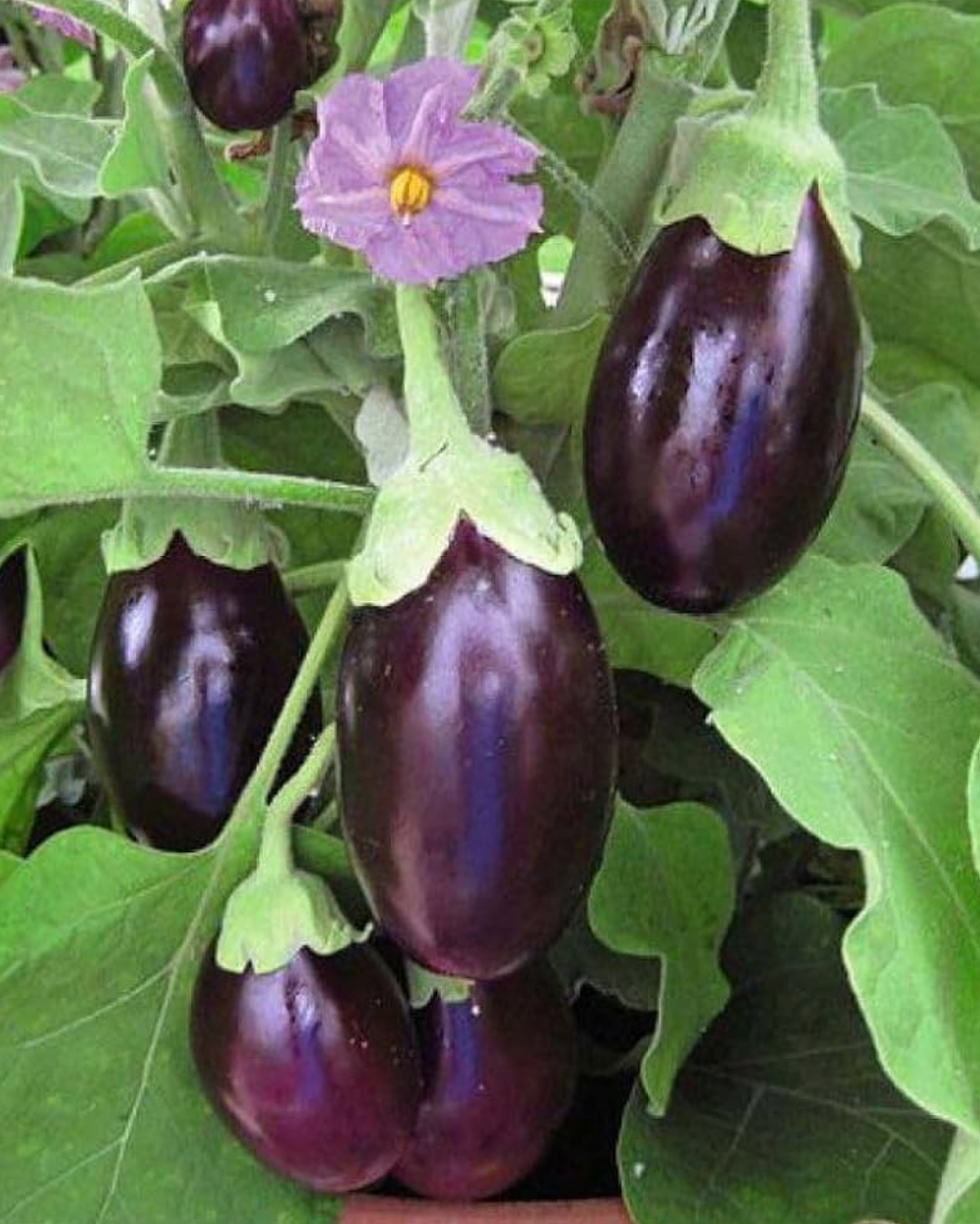 10 Grams Chhutki F1 Hybrid Eggplant Seeds for Home Gardening
