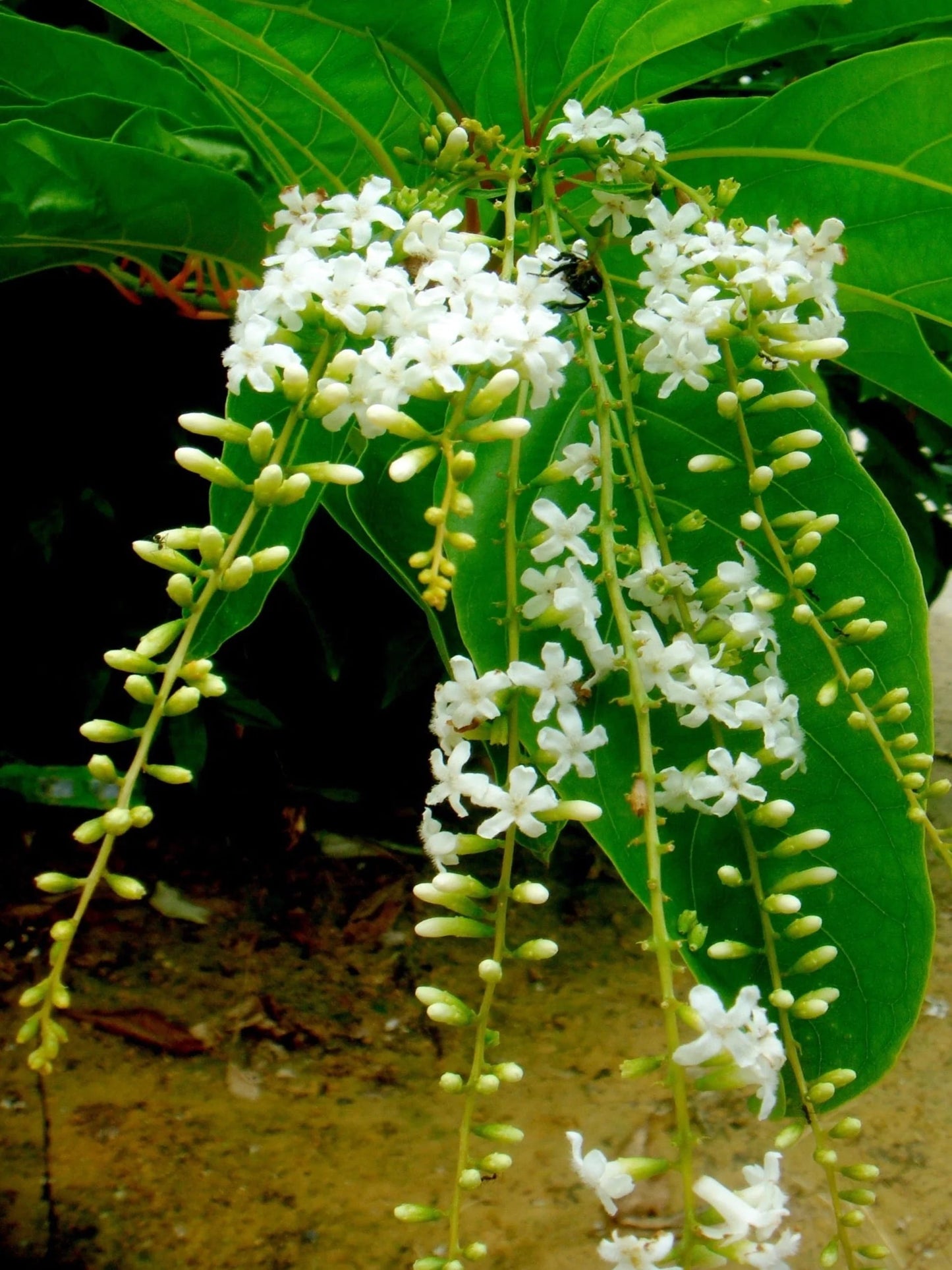 10 Citharexylum spinosum Plants, Fiddlewood Tree, Vrindavan Champa Plants