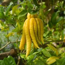 5 Citrus Medica Var. Sarcodactylis , Buddha's Hand Plant, With Phytosanitary Certificate - Botanika