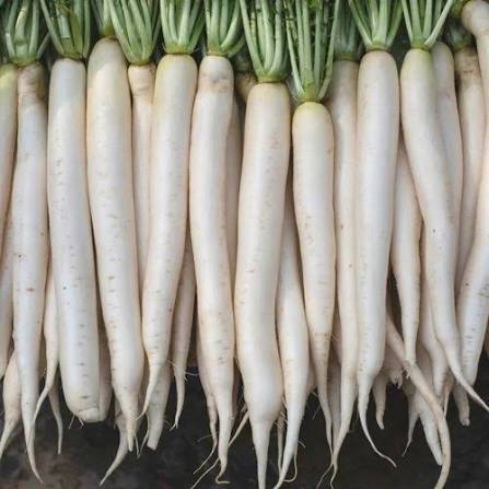 20 Grams White F1 Hybrid Radish Seeds