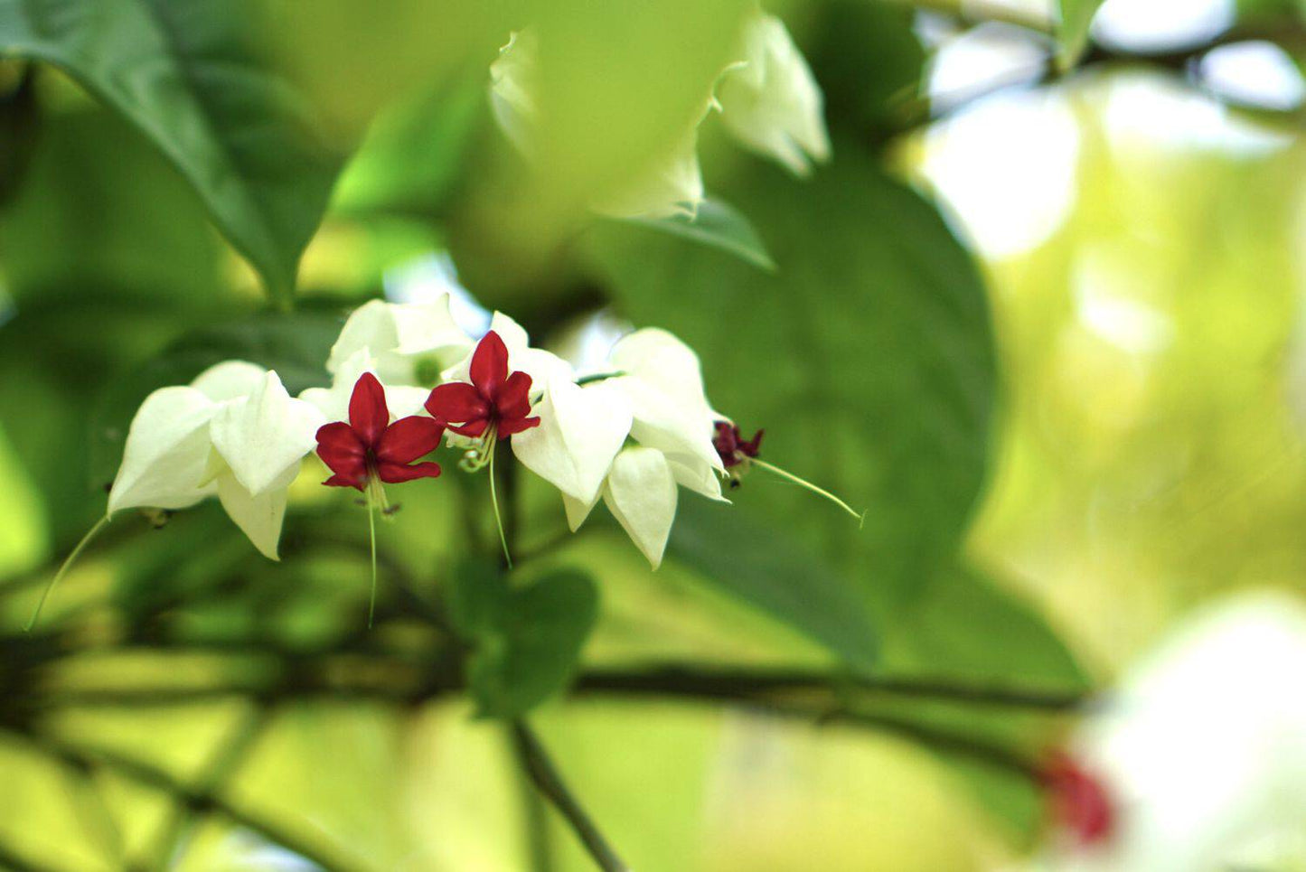 5 Clerodendrum Thomsoniae Plants, Bleeding Heart Vine Plant, With Phytosanitary Certificate - Seedsforgarden (Since 1999).We Ship Seeds & Live Plants Worldwide