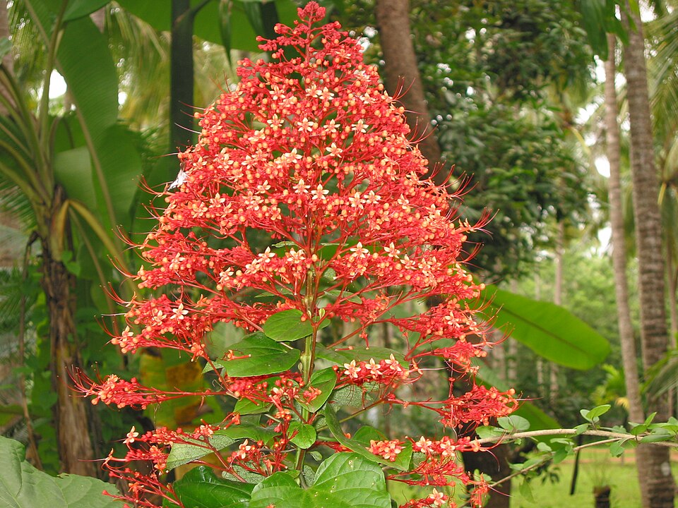 10 Clerodendrum paniculatum Plants, Krishnakireedam Plants, Pagoda Flower With Phytosanitary certificate