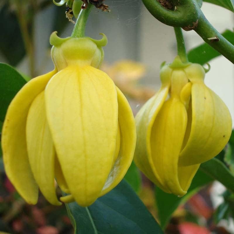 5 Artabotrys hexapetalus Plants, Climbing Ylang-Ylang, Hari Champa, Phytosanitary Certificate - Botanika