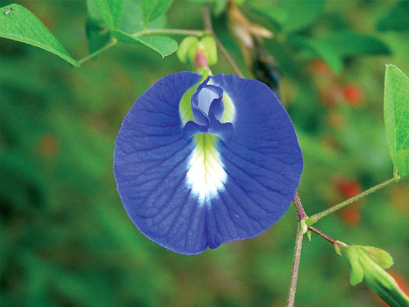 5 Clitoria ternatea Blue Plants,, Butterfly pea Plants , Blue pea Plants, With Phytosanitary certificate - Seedsforgarden (1999-2024 ) .We Ship Seeds & Live Plants Worldwide