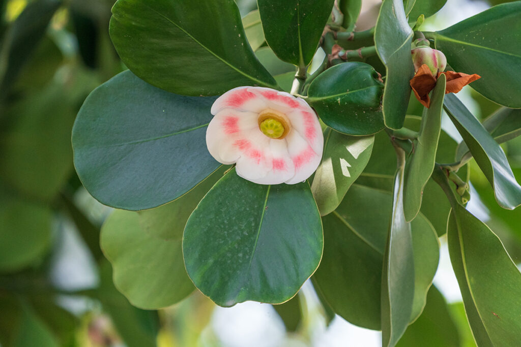 10 Clusia rosea Plants, Autograph Tree Plants, With Phytosanitary certificate