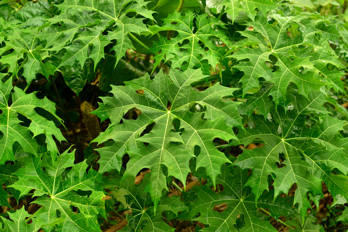 10 Mexican Spinach Cutting, Mayan Keerai Stem Cuttings , With Phytosanitary certificate - Botanika