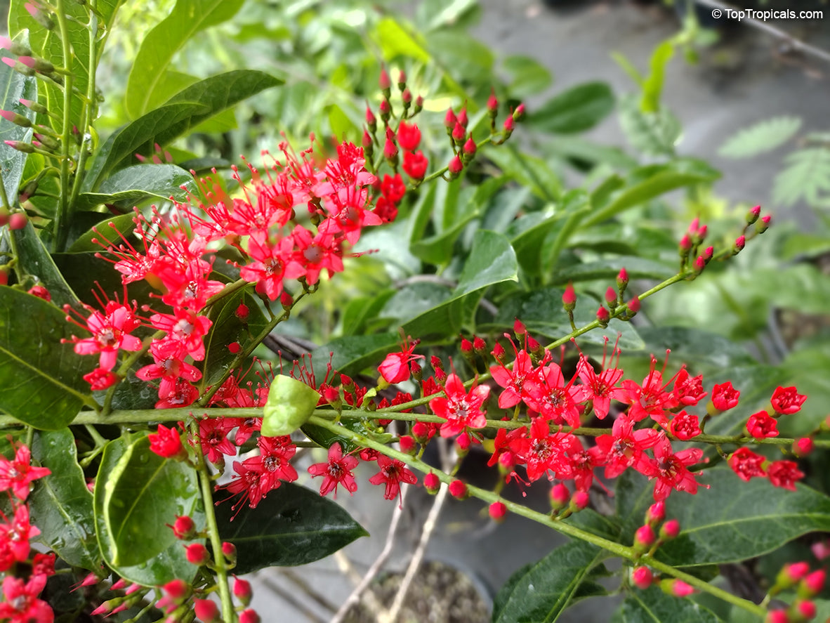 10 Combretum coccineum Plants,Flame Vine, Burning Bush With Phytosanitary certificate