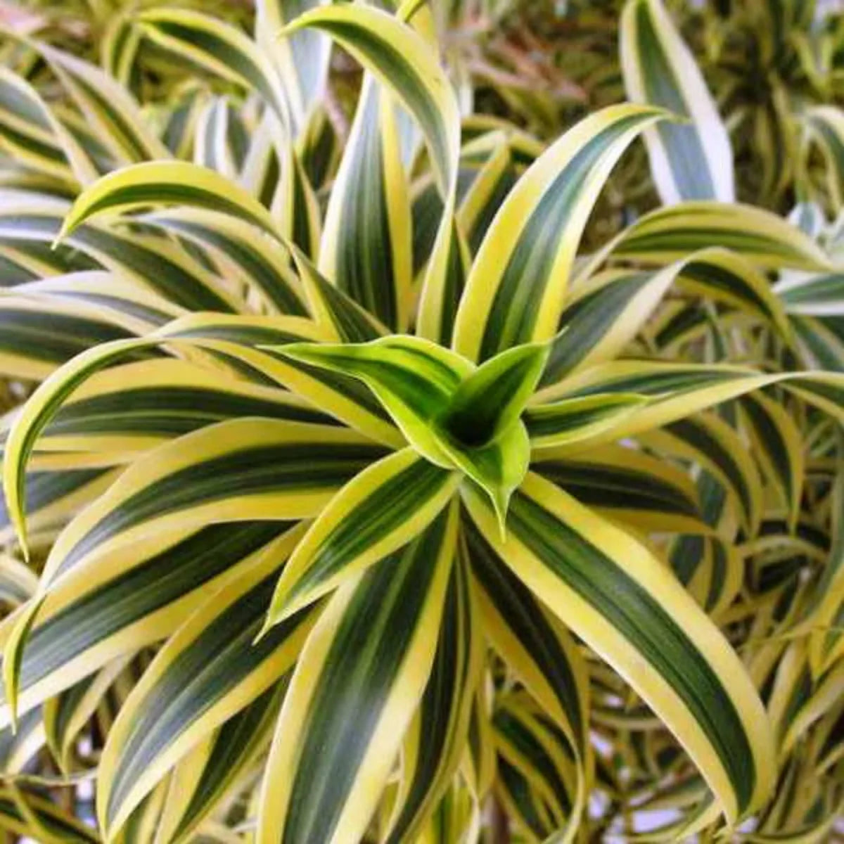 10 Cordyline reflexa Plants , Pleomele Reflexa Plant , The Song Of India Plants