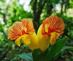 1 Costus pictus Rhizome, Painted Spiral Ginger, Spotted Spiral Ginger - Seedsforgarden (1999-2024 ) .We Ship Seeds & Live Plants Worldwide