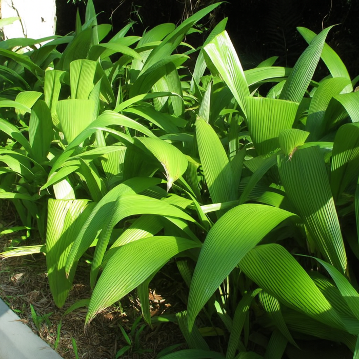 10 Curculigo Recurvata, Palm Grass Plants. With Phytosanitary certificate