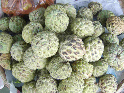 10 Annona squamosa Plants, Sugar Apple, Sweetsop, Custard Apple Plants