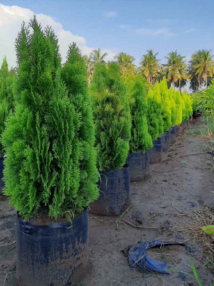 10 Cupressus sempervirens, Italian Cypress , Mediterranean cypress, With Phytosanitary certificate