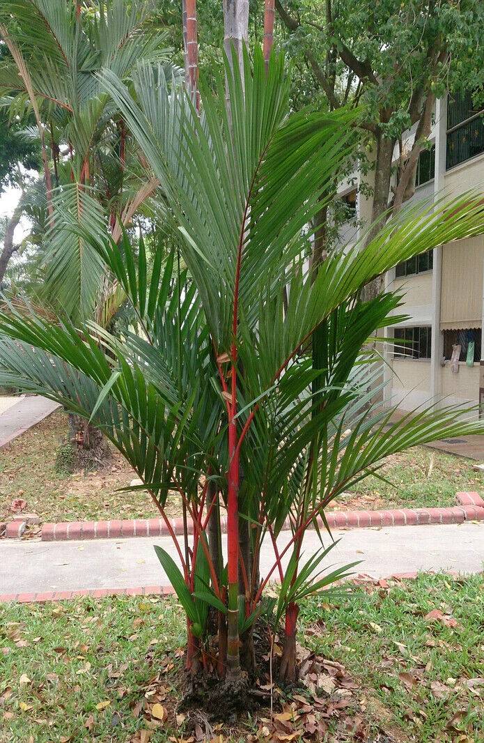 25 Cyrtostachys renda Seeds, Red sealing wax palm , lipstick palm Seeds - Seedsforgarden (1999-2024 ) .We Ship Seeds & Live Plants Worldwide