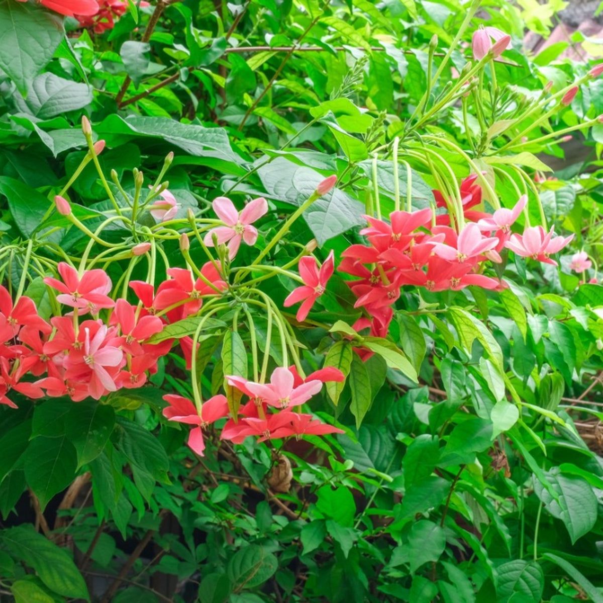 10 Quisqualis indica Plants ,Chinese honeysuckle, With Phytosanitary certificate