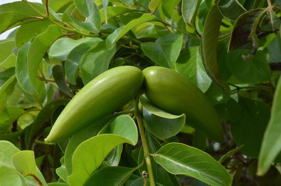 25 Decalepis hamiltonii, Swallow Root Seeds, Swallowroot Seeds - Seedsforgarden (Since 1999).We Ship Seeds & Live Plants Worldwide