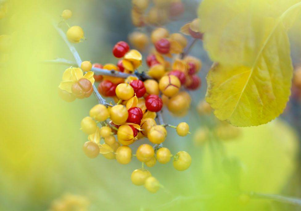 Black oil plant Seeds, Climbing staff tree, Intellect tree Seeds, - Seedsforgarden (1999-2024 ) .We Ship Seeds & Live Plants Worldwide