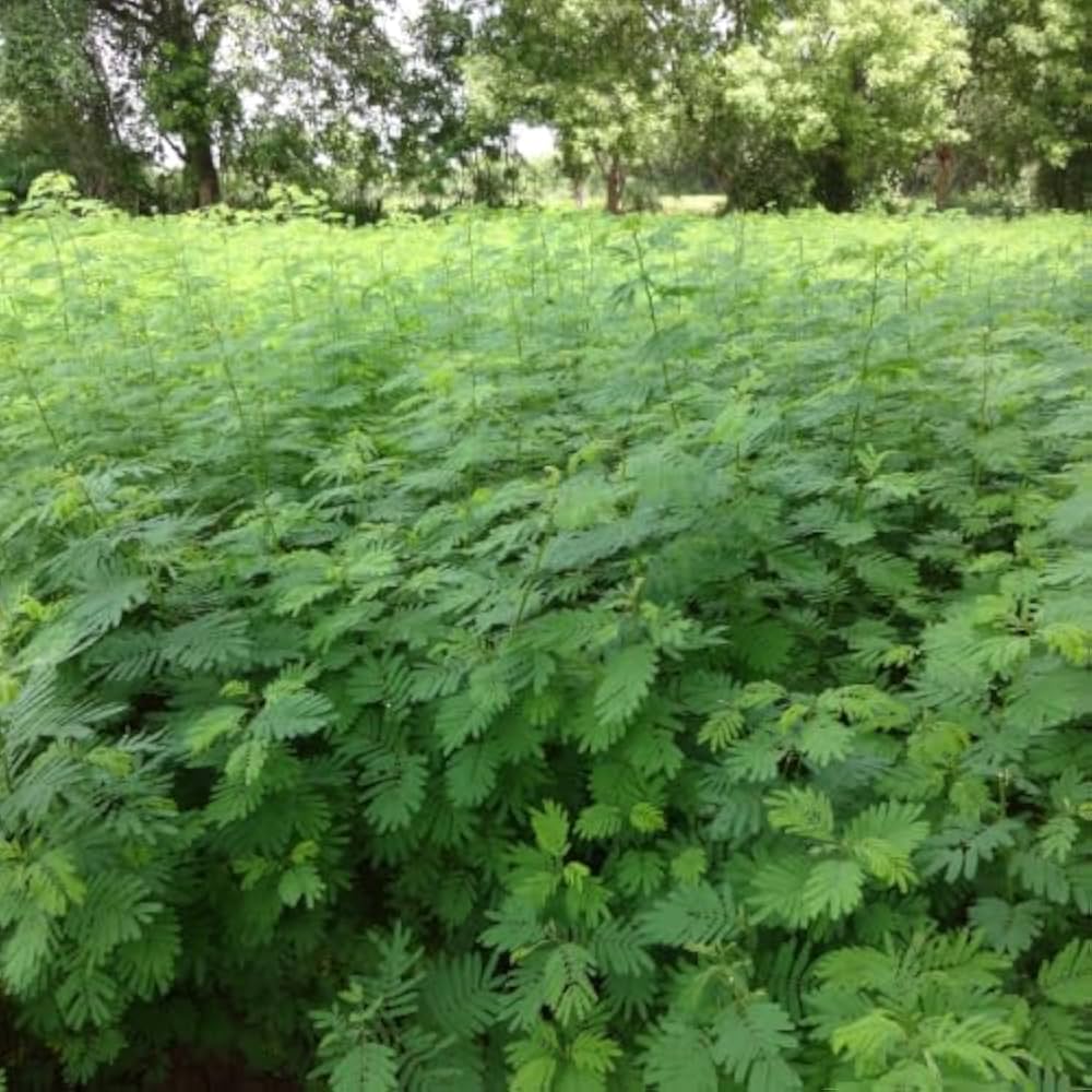 1 kg Desmanthus CO 2 Fodder Seeds – Desmanthus virgatus | Phytosanitary Certificate