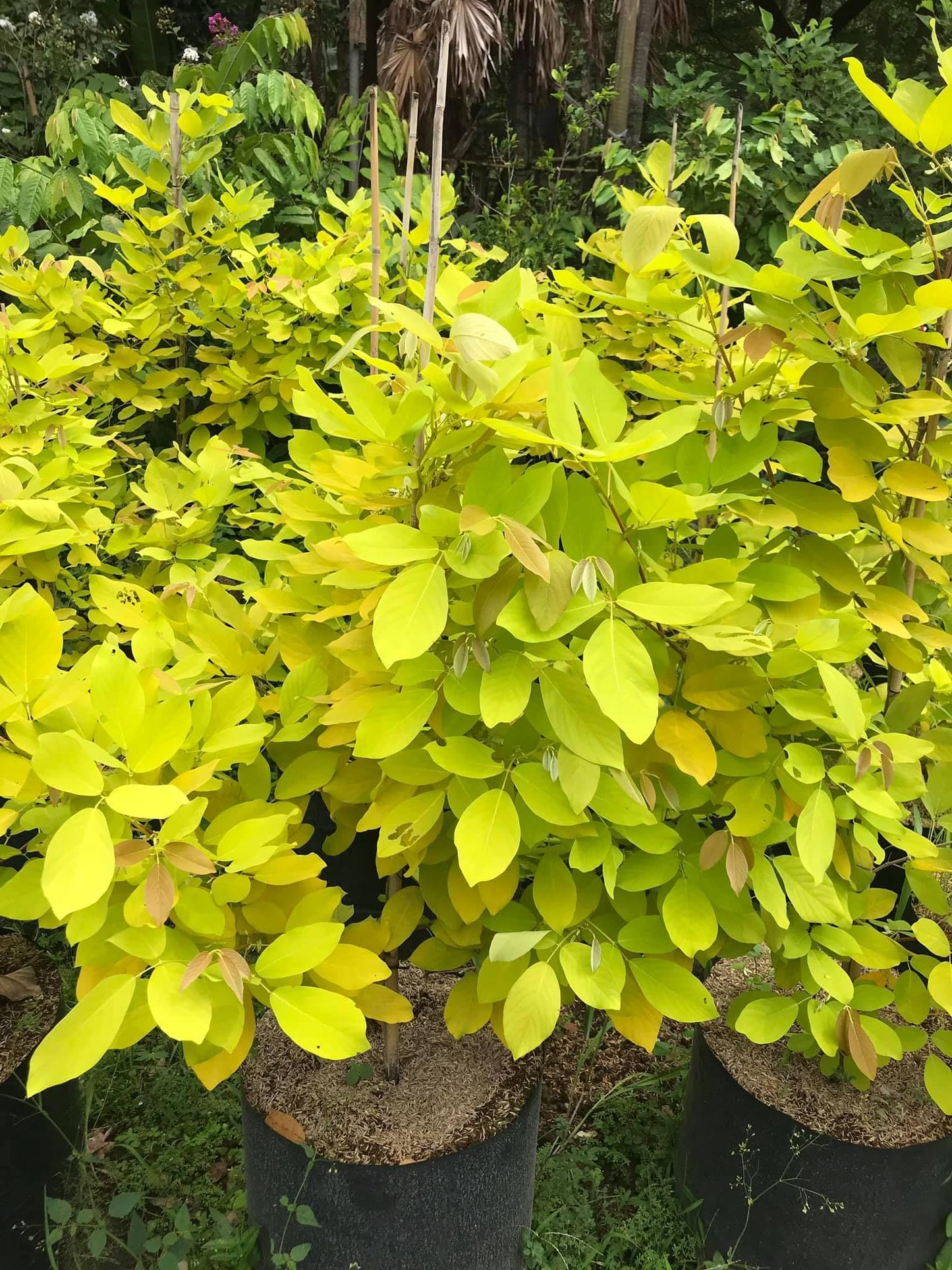 10 Desmodium Aureum Plants, Golden Desmodium Plants With Phytosanitary certificate