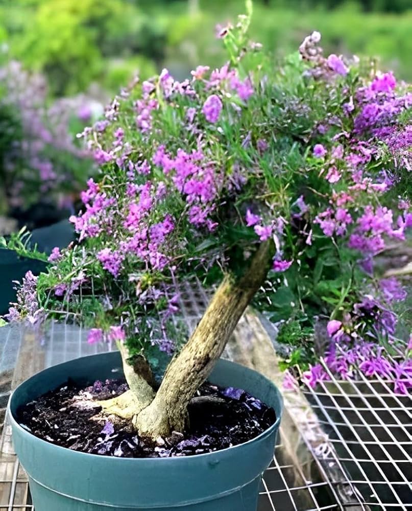 10 Trifidacanthus Plants, Desmodium trifidacanthus, Vietnamese Blue Bell Tree