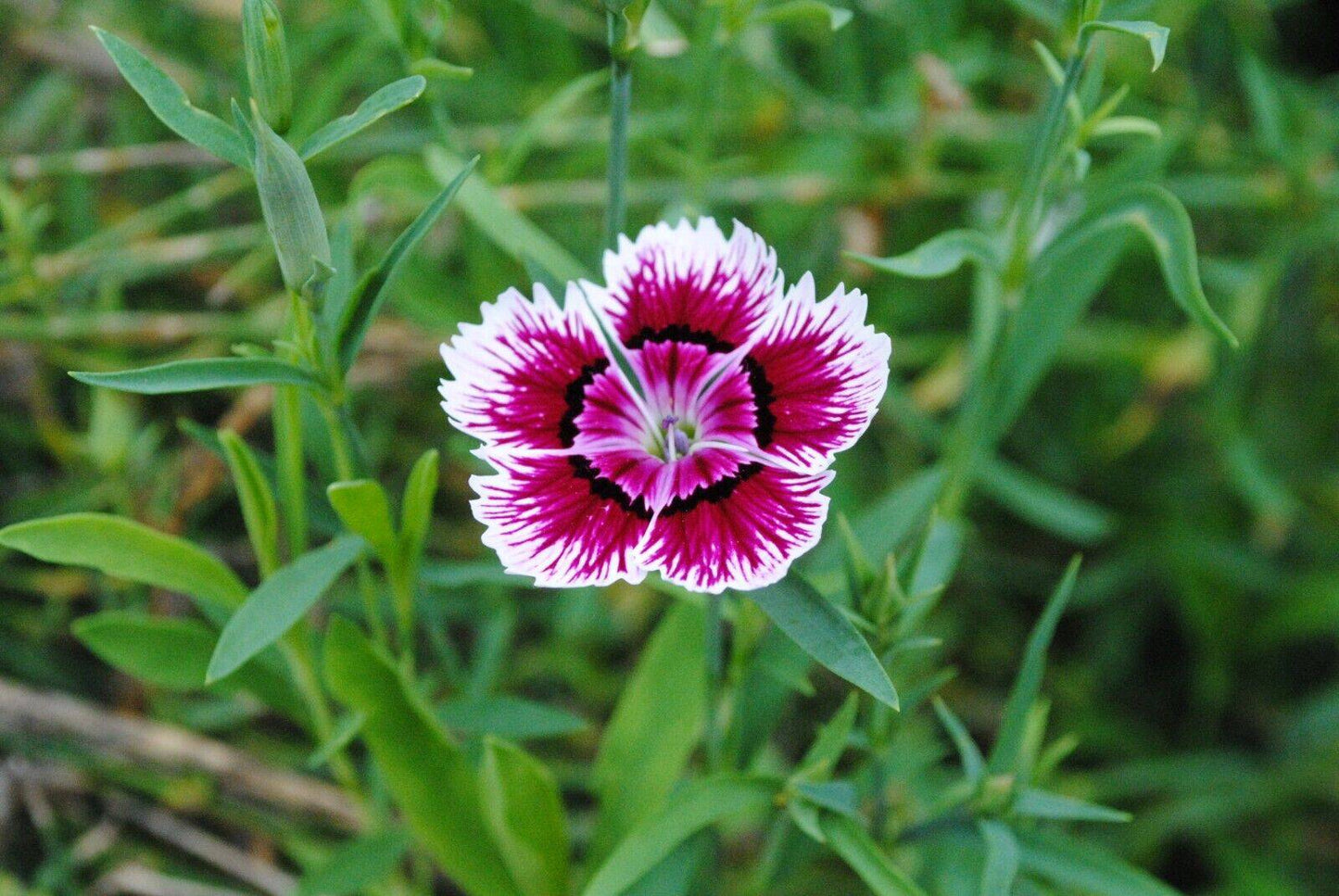 25 Dianthus chinensis Seeds, Rainbow pink Seeds, China pink Seeds - Seedsforgarden (1999-2024 ) .We Ship Seeds & Live Plants Worldwide