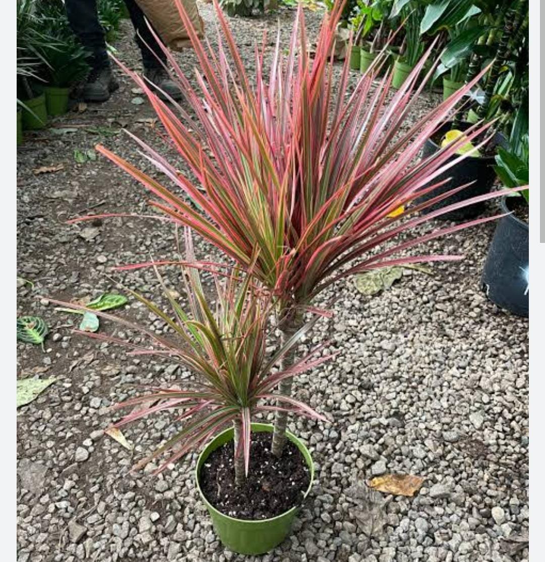 10 Dracaena marginata 'Colorama' , Dragon Tree Plants