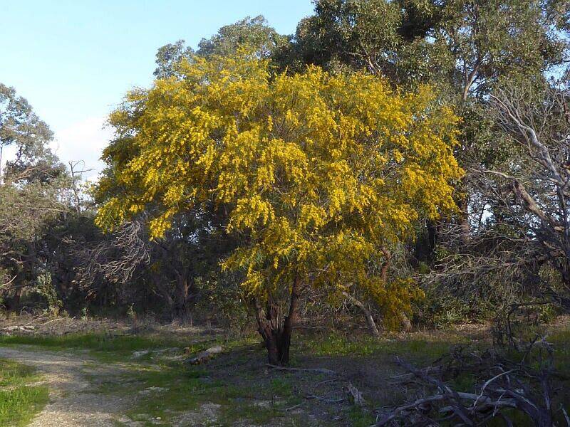 25 Acacia saligna Seeds, Golden Wreath wattle Seeds, Exotic Acacia Seeds - Seedsforgarden (1999-2024 ) .We Ship Seeds & Live Plants Worldwide