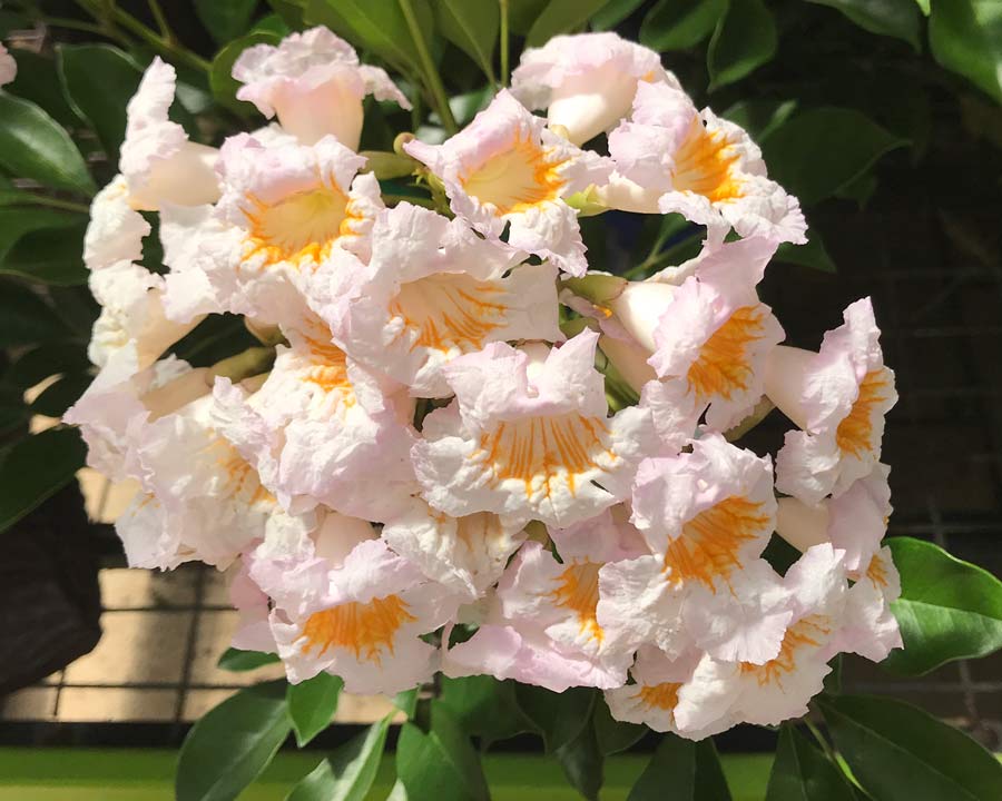 10 Radermachera Kunming Plants, Dwarf Tree Jasmine , Peep Thong Plants