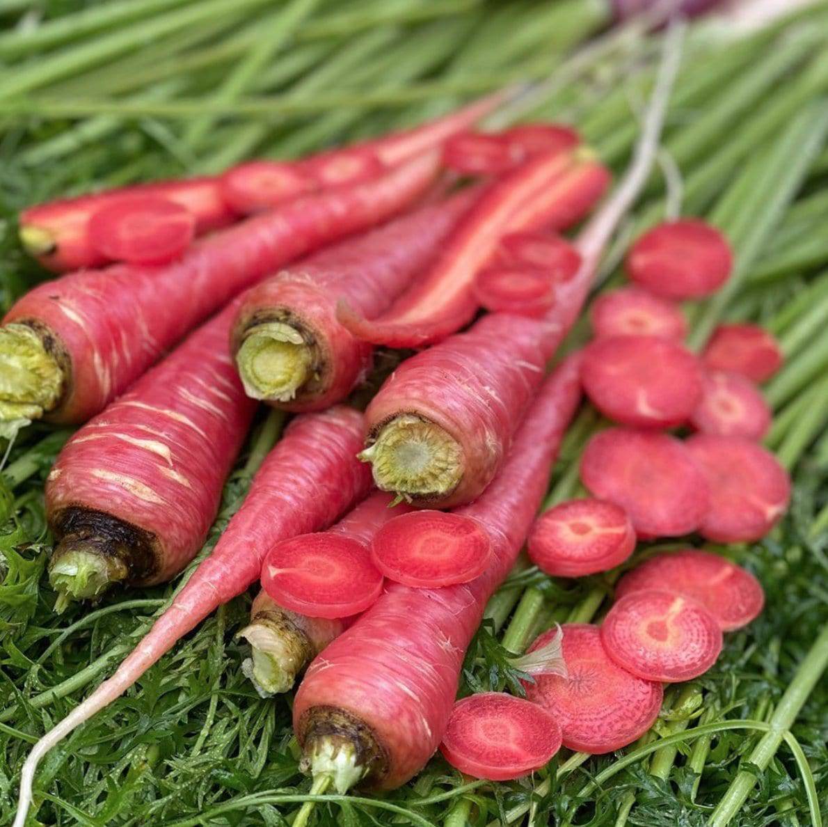 100 Pusa Rudhira Red Seeds , Rare Carrot Seed. Red Carrot Seeds. Exotic Red Carrot Seeds - Seedsforgarden (1999-2024 ) .We Ship Seeds & Live Plants Worldwide