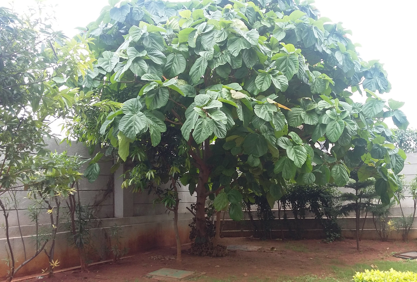 10 Elephant Ear Fig Plants ,Ficus auriculata Plants, Roxburgh Fig